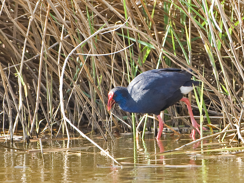 Porphyrio porphyrio Purple Swap-hen Purperkoet